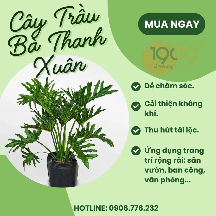 Công dụng của cây Trầu Bà Thanh Xuân trong đời sống