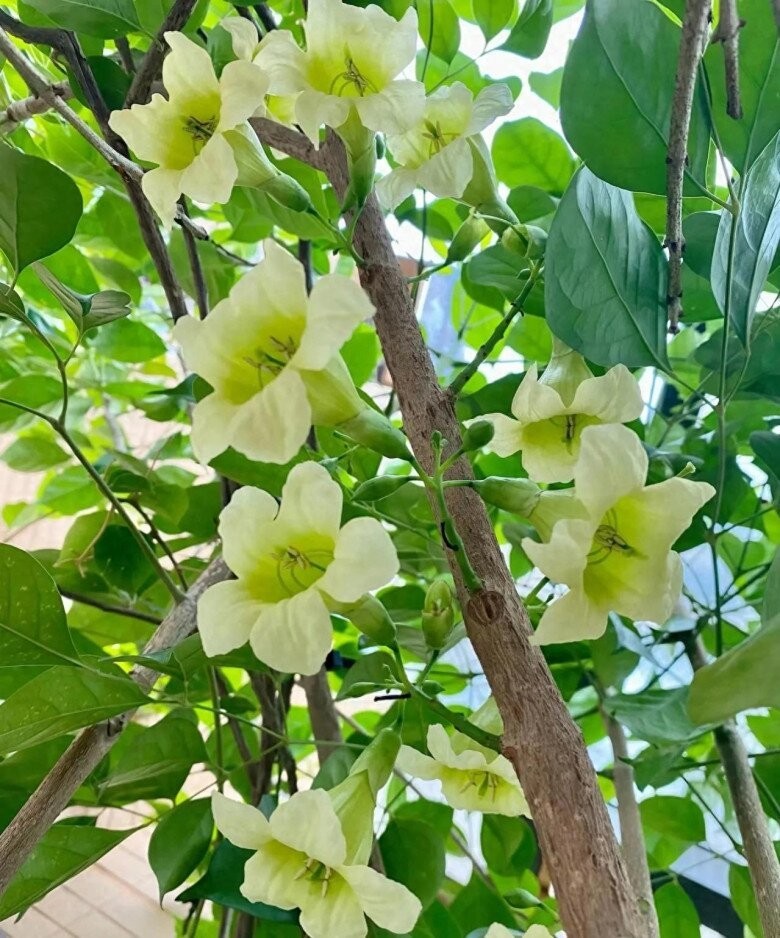 Hoa cây hạnh phúc mang đến điềm lành cho gia đình