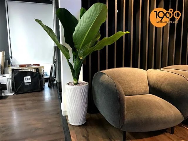 Cây Đại Phú Gia đặt trong phòng khách, tạo điểm nhấn sang trọng.