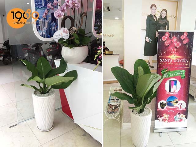 Cây Đại Phú Gia xanh tốt, sẵn sàng mang đến vẻ đẹp cho không gian.