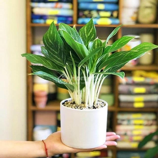 Cây phong thủy để bàn làm việc tuổi Giáp Tuất