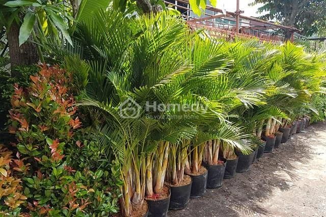 Cây cau Nhật - Cây phong thủy tuổi Giáp Tuất 1994