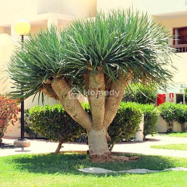 Cây Tài Lộc Núi là một loại cây hợp tuổi Giáp Tuất