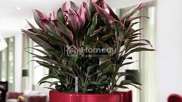 Huyết dụ - loại cây phong thủy hợp tuổi Giáp Tuất