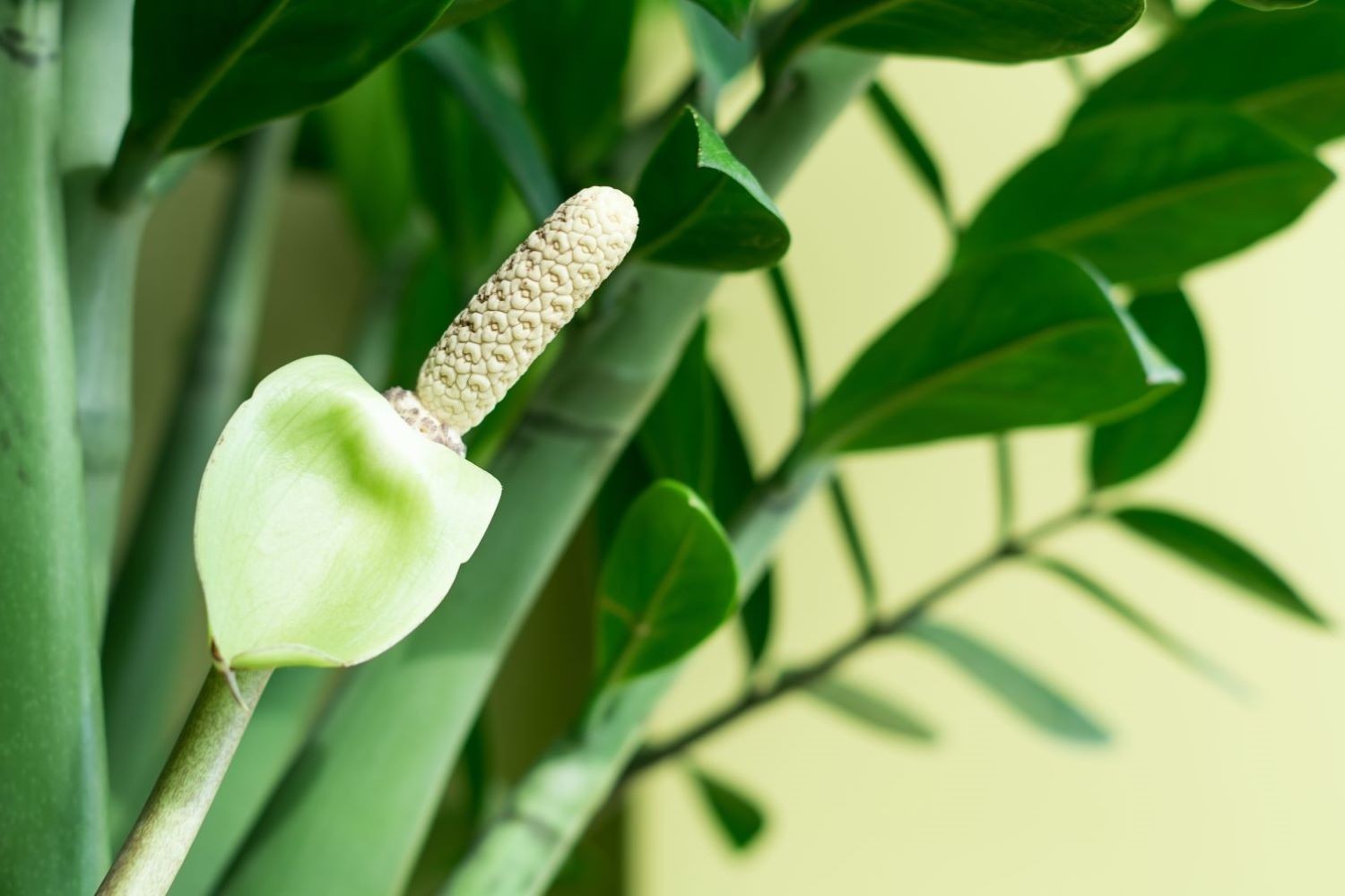Cây kim tiền ra hoa là dấu hiệu tài lộc dồi dào