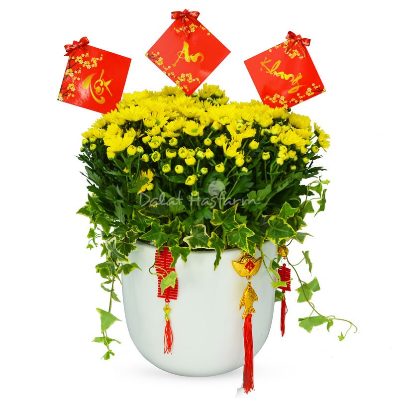 Cận cảnh những bông cúc vàng rực rỡ