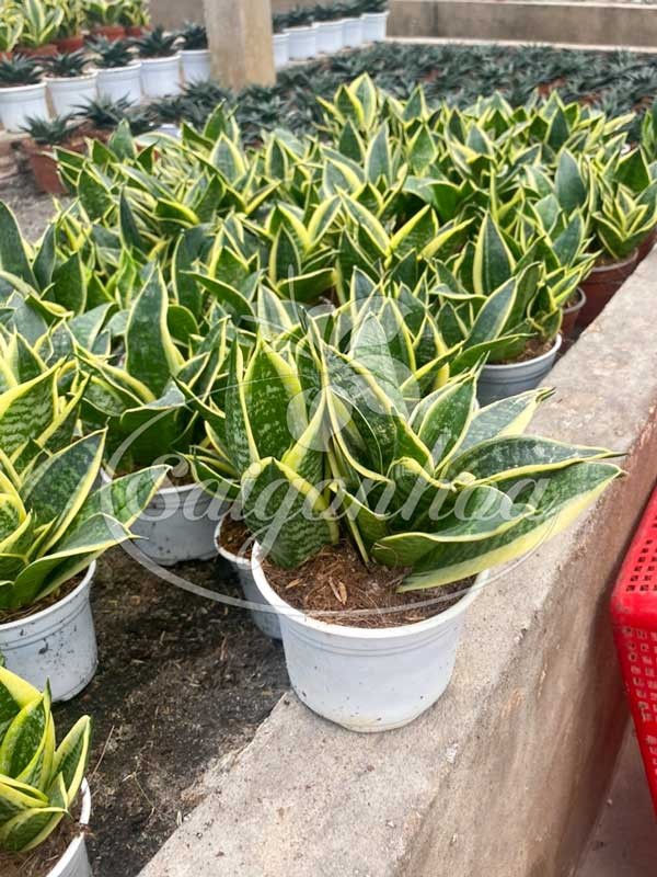 Bán cây Lưỡi Hổ Thái Mini