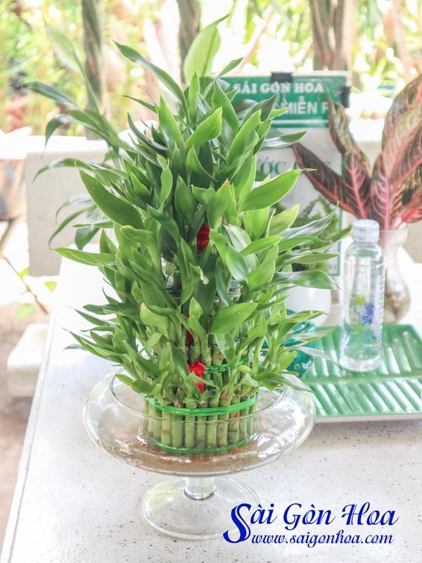 Chậu cây phát tài phát lộc được tạo hình độc đáo
