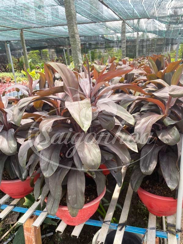 Cây phát tài đỏ với sắc lá nổi bật