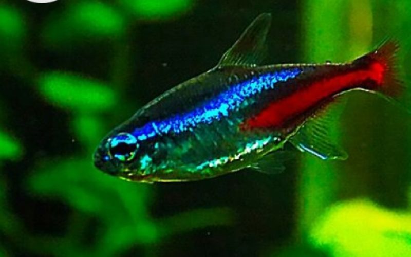 Cá neon xanh – Đặc điểm, cách nuôi và kinh nghiệm chăm sóc chi tiết cá neon xanh