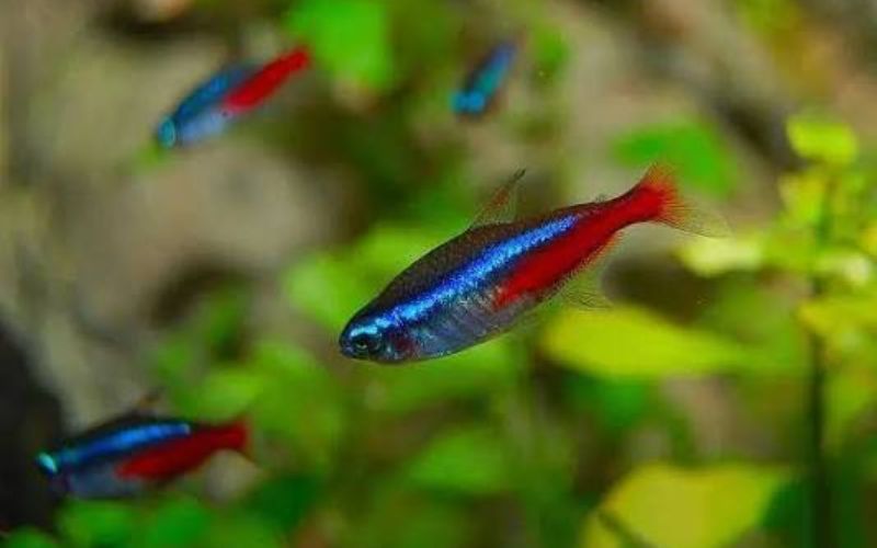 Cá neon xanh – Đặc điểm, cách nuôi và kinh nghiệm chăm sóc chi tiết cá neon xanh