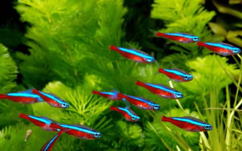 Cá neon xanh – Đặc điểm, cách nuôi và kinh nghiệm chăm sóc chi tiết cá neon xanh