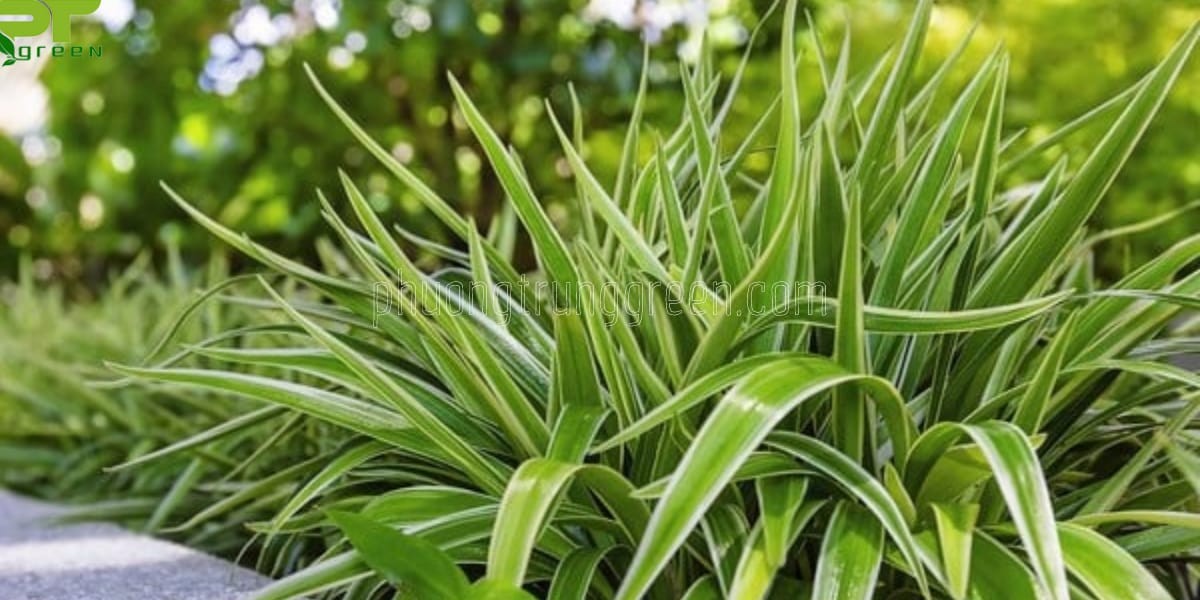 Hướng dẫn chăm sóc cây Lan chi đơn giản
