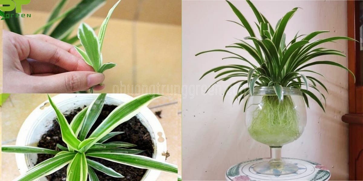 Cách trồng cây Lan chi trong chậu và thủy canh