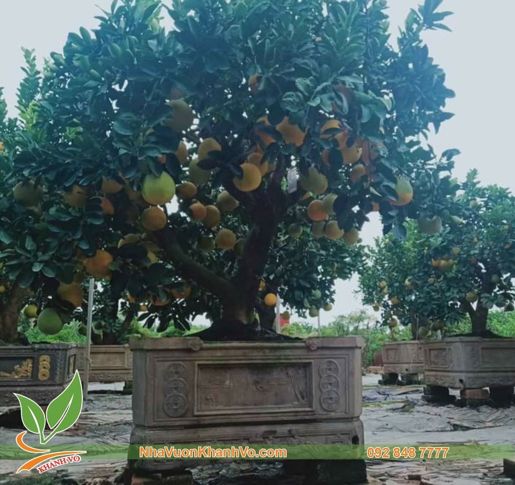 Cây bưởi Diễn trưởng thành với cành lá sum suê