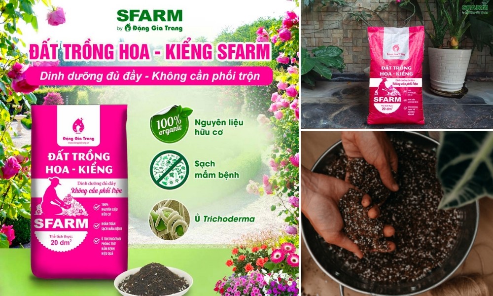 Loại đất phù hợp để trồng cây cẩm tú mai