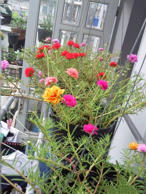 Chậu hoa mười giờ treo