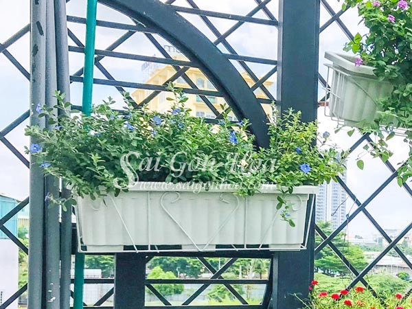Chậu hoa thanh tú treo ban công