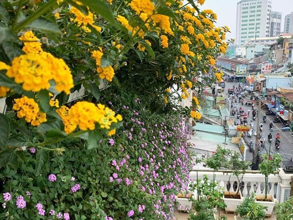 Cây hoa trâm ổi trên ban công