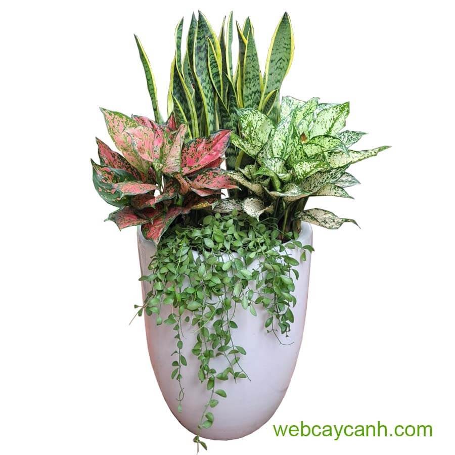 Hình ảnh cây lưỡi hổ nở hoa hiện tượng hiếm và đầy ý nghĩa trong phong thủy
