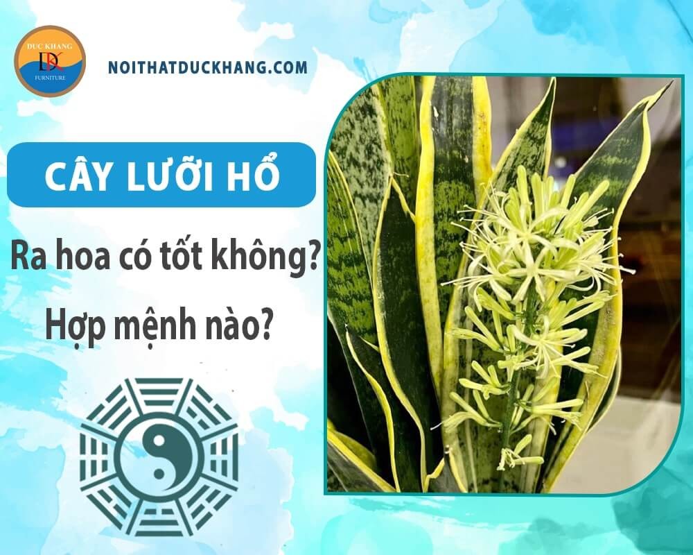 Cây lưỡi hổ nở hoa tạo không khí tươi mới tràn đầy năng lượng cho không gian sống