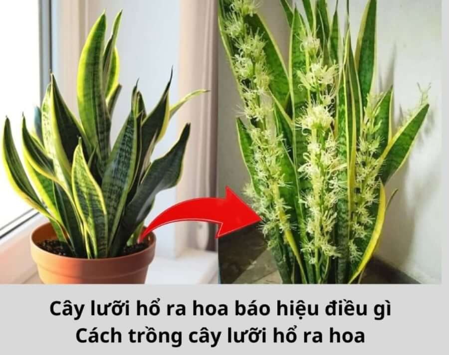 Chăm sóc cây lưỡi hổ và tận hưởng khoảnh khắc hoa nở mang lại nhiều giá trị tinh thần