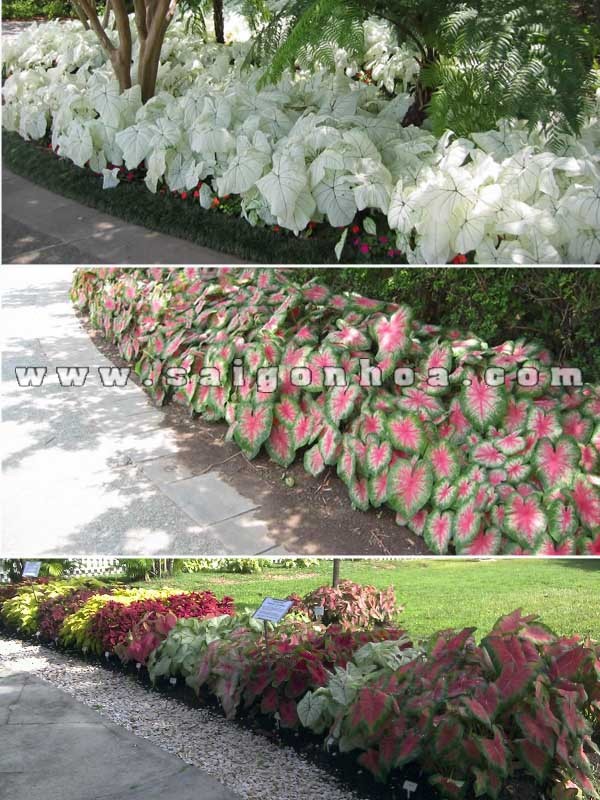 Cây môn hồng được trồng dọc lối đi, tạo điểm nhấn màu sắc sinh động