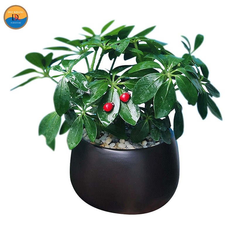 Cách trồng và chăm sóc cây Ngũ Gia Bì