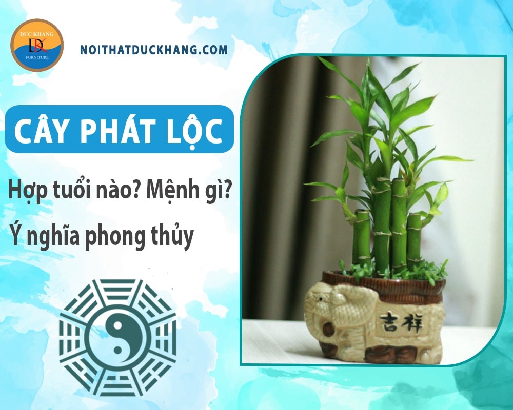 Cây phát lộc hiếm khi ra hoa, mang vẻ đẹp thanh tao.