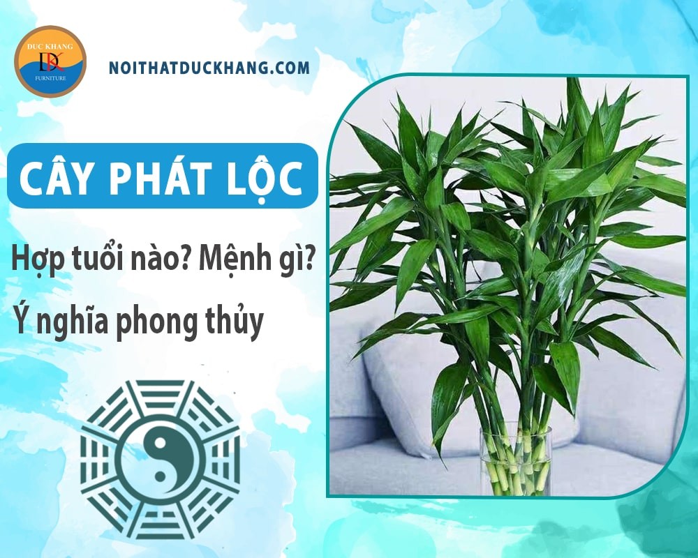 Cây phát lộc với những chiếc lá xanh mướt.