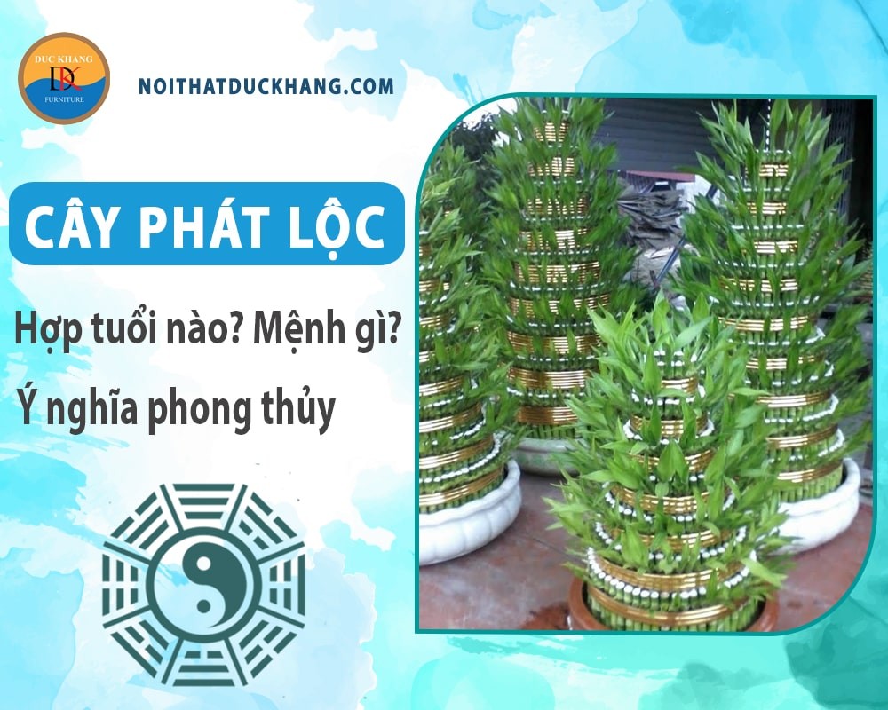 Cây phát lộc mang lại vẻ đẹp tươi mát cho không gian.