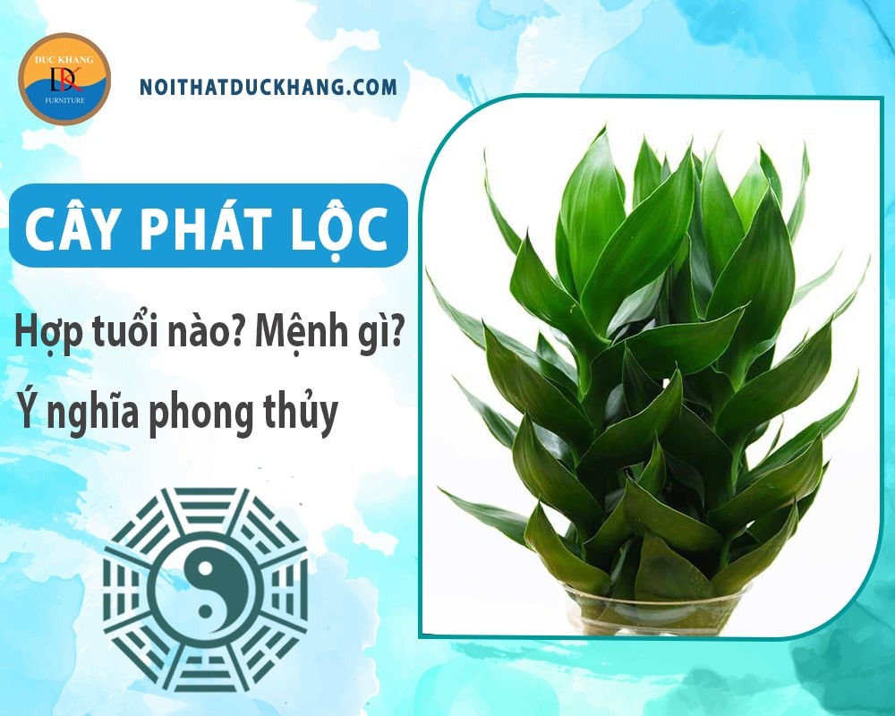 Cây phát lộc với nhiều kích cỡ và kiểu dáng khác nhau.