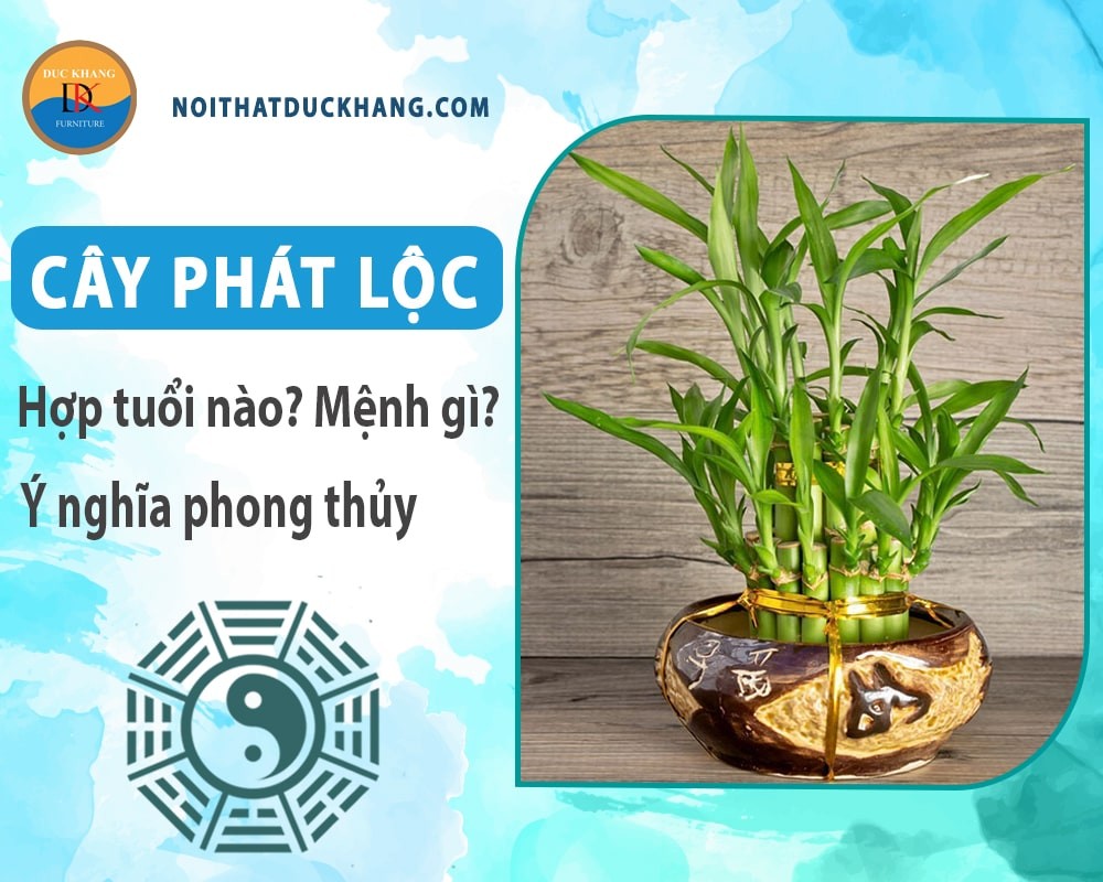 Cây phát lộc với màu xanh tươi mát phù hợp với người mệnh Mộc và Hỏa.