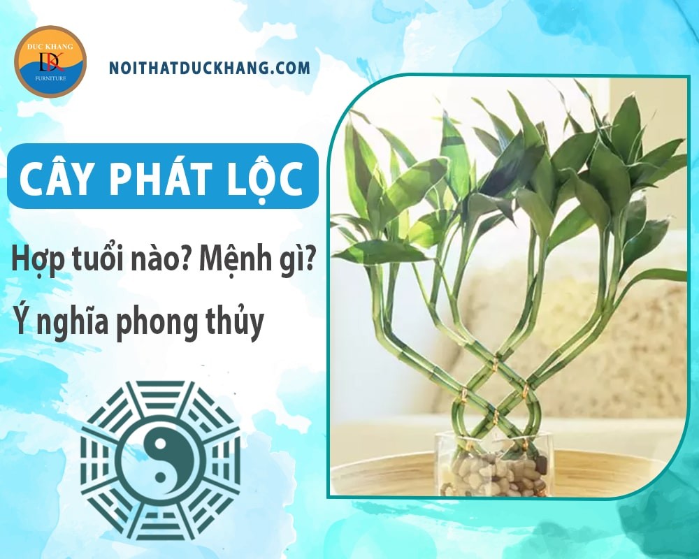 Cây phát lộc với dáng vẻ mạnh mẽ, vững chãi.