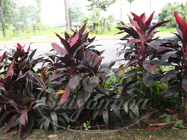 Cây Phát Tài Đỏ trồng viền tạo điểm nhấn