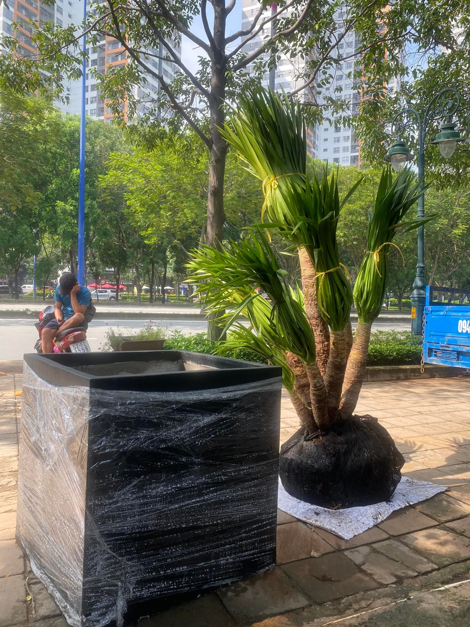 Cây Phát Tài Núi được trồng trong chậu, phù hợp trang trí văn phòng