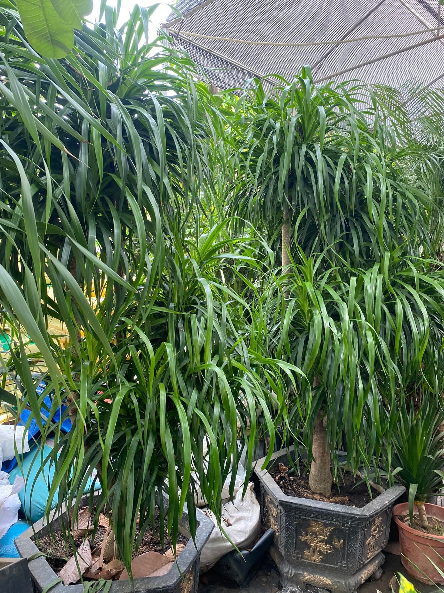 Cây Phát Tài Núi được cắt tỉa gọn gàng, giữ dáng đẹp