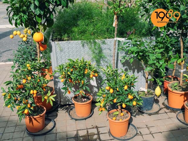 Những chậu cây tắc trưng dịp Tết