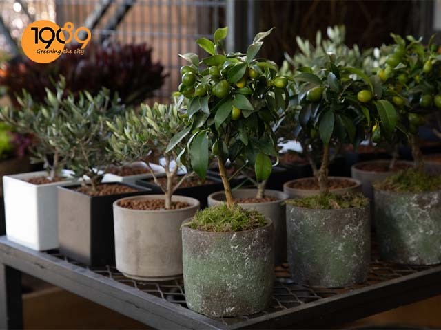 Cây tắc - cây quất trang trí ngày Tết đẹp xinh