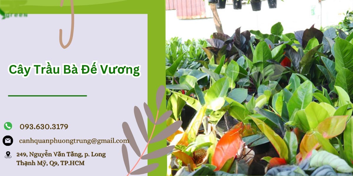 cay trau ba de vuong 1