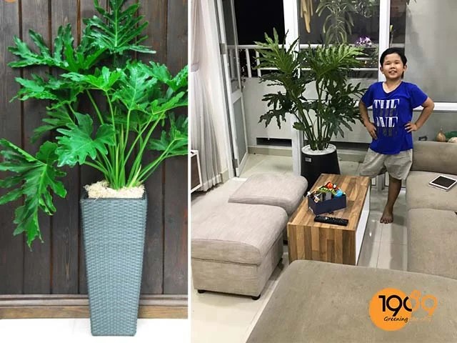 Trầu Bà Thanh Xuân trong phòng khách