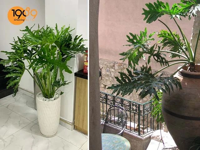 Cây Trầu Bà Thanh Xuân trong văn phòng và ban công