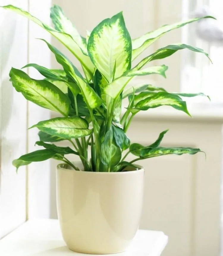 Cây vạn lộc xanh