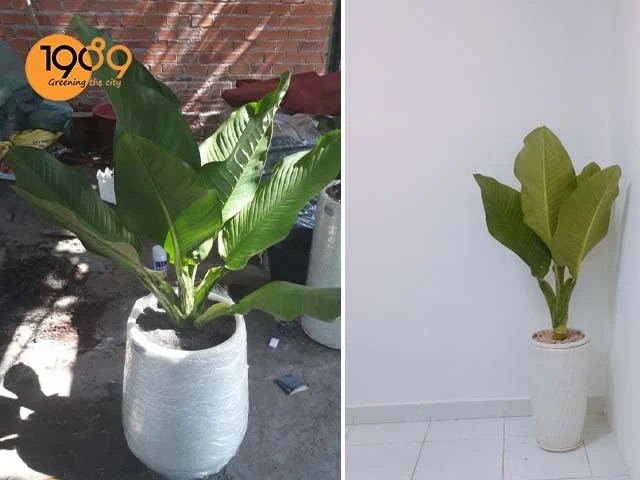 Cây Đại Phú Gia đặt ở hành lang chung cư, tạo không gian xanh mát.
