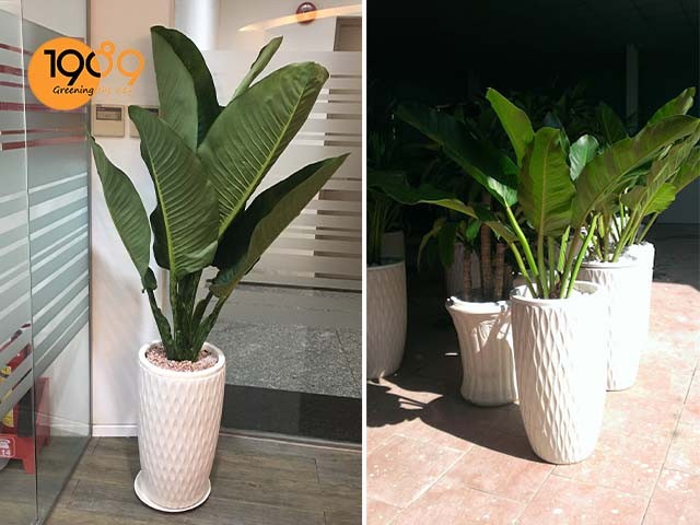 Cây Đại Phú Gia được trồng dưỡng trước khi giao cho khách, đảm bảo chất lượng.