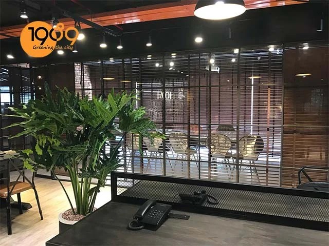 Chậu cây để sàn cao cấp Trầu Bà Thanh Xuân tại phòng khách