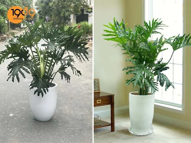 Chậu cây để sàn cao cấp Trầu Bà Thanh Xuân