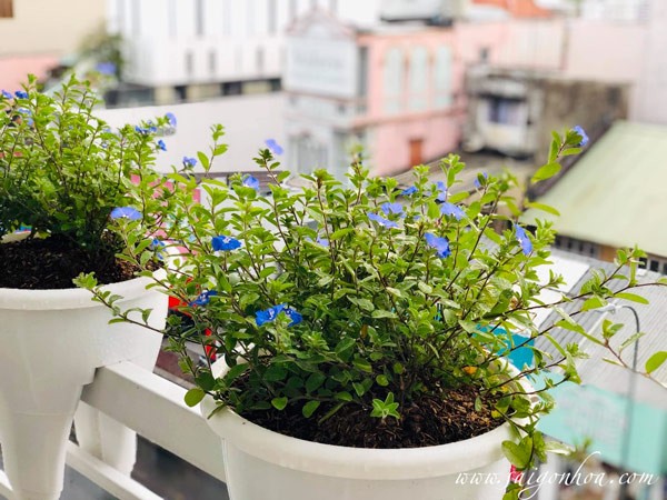 Chậu hoa thanh tú trên ban công