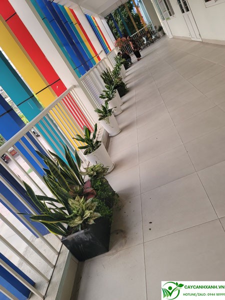 Chọn chậu cây có thoát nước tốt