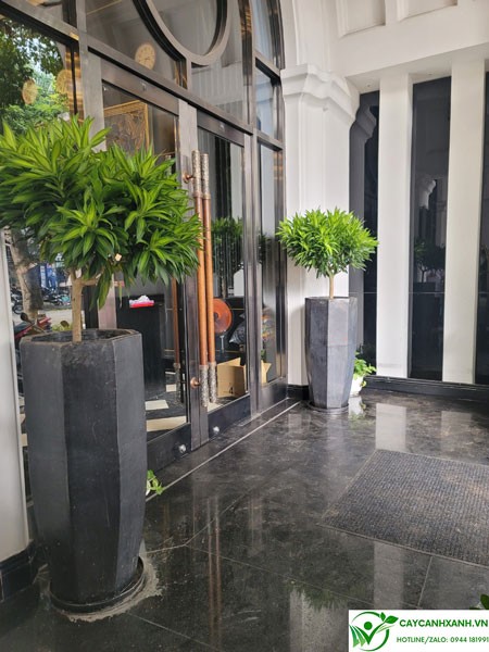 Chọn giá chậu cây cảnh phù hợp